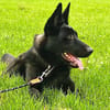 Ares - ein wunderschöner und herzlicher Schäferhund