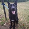 Ares - ein wunderschöner und herzlicher Schäferhund
