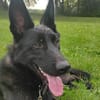 Ares - ein wunderschöner und herzlicher Schäferhund