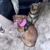 Besondere Vicky sucht ihre Menschen