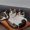 Ellie und Libby im Rheingau(ALM)
