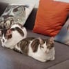 Ellie und Libby im Rheingau(ALM)