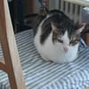 Ellie und Libby im Rheingau(ALM)