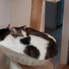 Ellie und Libby im Rheingau(ALM)
