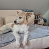 Wuschelmaus Buffy