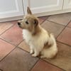 Wuschelmaus Buffy