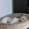 Wuschelmaus Buffy