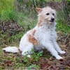 Wuschelmaus Buffy