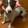 Monty, aufgeweckter Rüde sucht Familie
