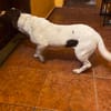Monty, aufgeweckter Rüde sucht Familie