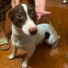 Monty, aufgeweckter Rüde sucht Familie