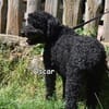 OSCAR