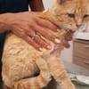 Mimoso Dankbarer Kater sucht ruhiges Zuhause