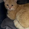 Mimoso Dankbarer Kater sucht ruhiges Zuhause
