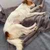Ralu sucht ihr Für-immer-Zuhause (C)