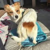 Ralu sucht ihr Für-immer-Zuhause (C)