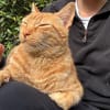 Rio sucht als Einzelkatze
