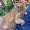 Rio sucht als Einzelkatze