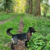 AMY SUCHT EIN NEUES ZUHAUSE!