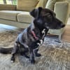 AMY SUCHT EIN NEUES ZUHAUSE!