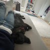 AMY SUCHT EIN NEUES ZUHAUSE!