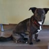 AMY SUCHT EIN NEUES ZUHAUSE!