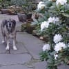 Juuns - wartet in 53557 Bad Hönningen