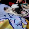Süße Cleo 🌺sucht Kuschelflat im neuen Zuhause