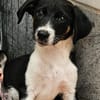 Freya sucht ein ganz liebevolles Zuhause für Immer