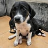 Freya sucht ein ganz liebevolles Zuhause für Immer