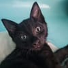ALARIC (a trouvé sa famille)