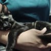 BASTET