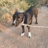THOR (Hogar de paz)