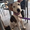 SASHA (HOGAR DE PAZ)