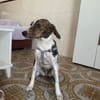 LOLA (101 huellas)