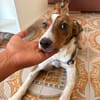 LOLA (101 huellas)