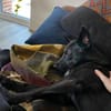 unsicherer PAULI sucht geduldiges Zuhause