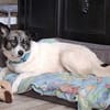 Martha, Traumhündin sucht Traum Zuhause