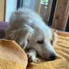 OSKAR sucht Körbchen