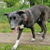 Ophelia sucht ihr Zuhause