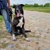 Ophelia sucht ihr Zuhause