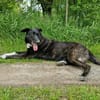 Ophelia sucht ihr Zuhause