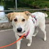 Familienhund Semmerl wartet auf dich!