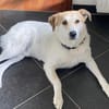 Familienhund Semmerl wartet auf dich!