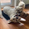 Familienhund Semmerl wartet auf dich!
