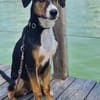 Maddie - kleine Zaubermaus sucht ihr Glück