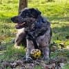 lernwilliger JERRY sucht seine Menschen