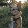 Bailey sucht seine Für-Immer-Familie