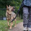 Bailey sucht seine Für-Immer-Familie