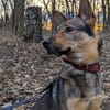 Bailey sucht seine Für-Immer-Familie